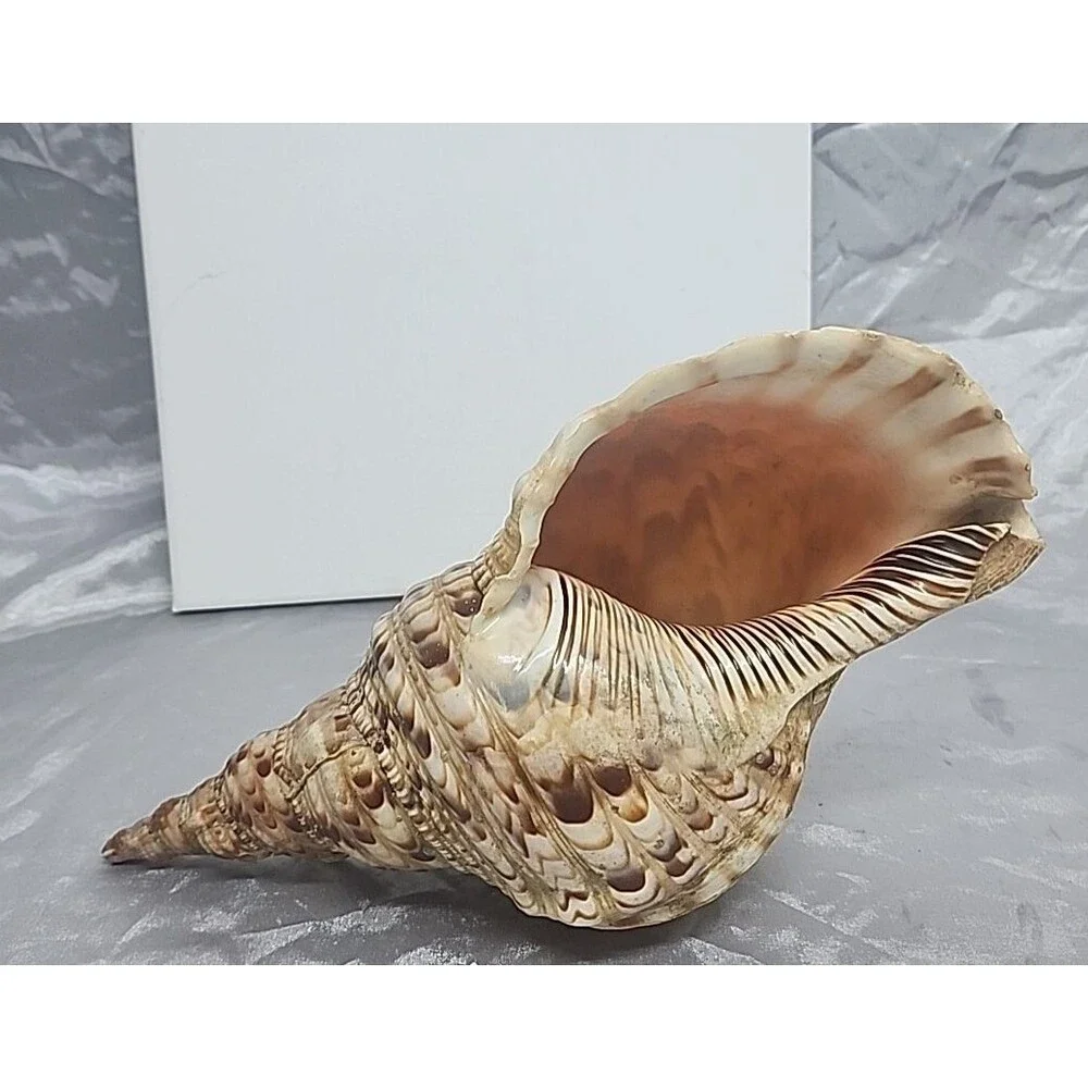 Trumpet Triton Charonia Tritonis Shell Conch XL 12” - Picture 9 of 9